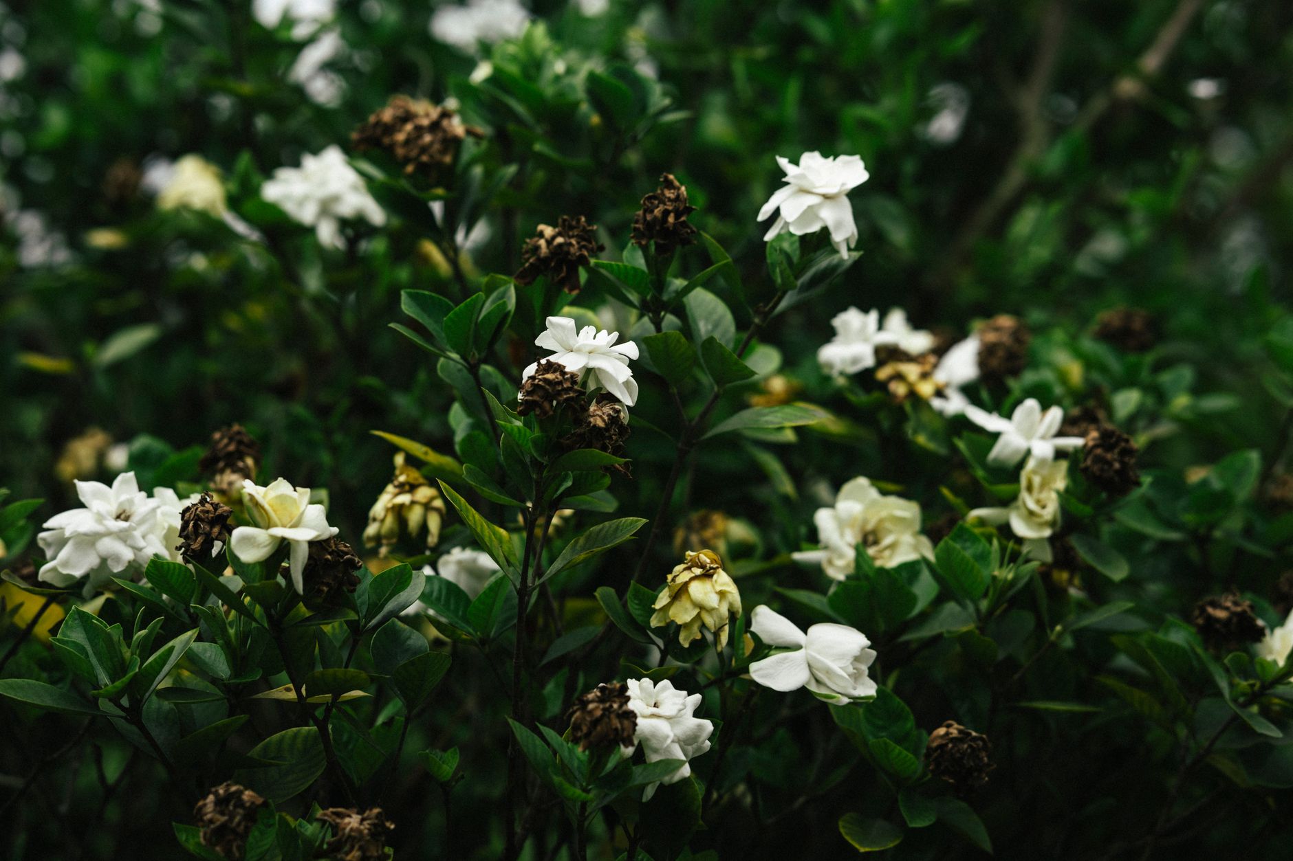 Bunga gardenia Cileungsi berwarna putih mekar di kebun tropis, menampilkan keharuman khas.