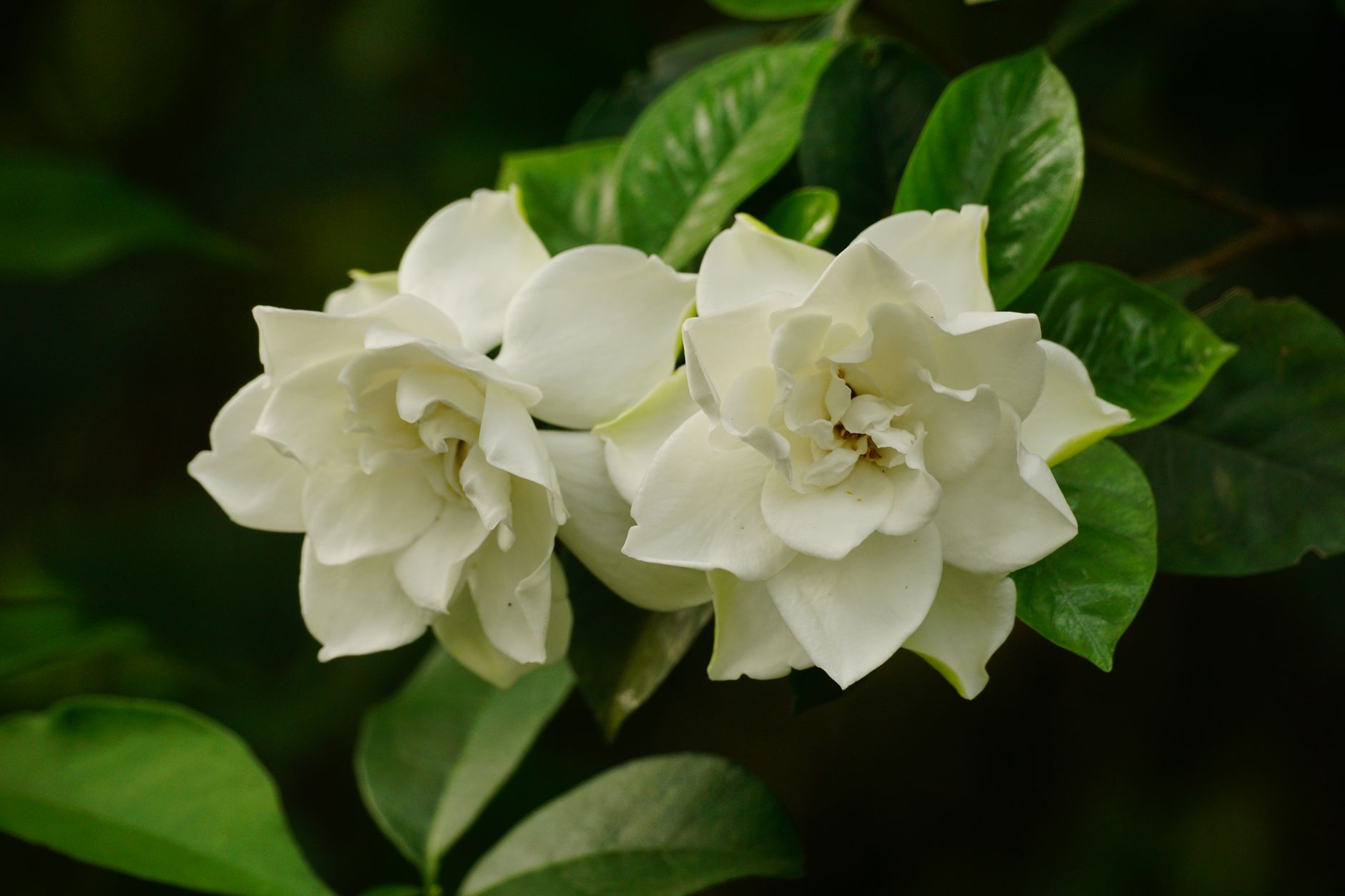Gardenia Cileungsi berbunga putih harum, cocok hias taman tropis dengan perawatan mudah